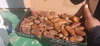 Dates Tunisian Deglet Nour Origin Worldwide Features Organic Fruit Type Dates - NTIRI_DATTES Export Solutions  - Tunisia