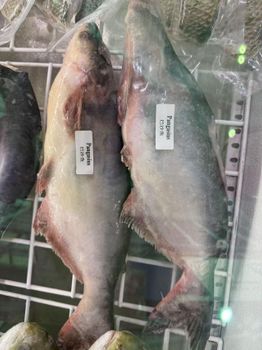 Frozen tilapia panga Cut Other Freshness Level Frozen Features No Preservatives Degree of Processing Unprocessed - Lyntta International Co., Ltd - China