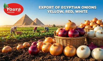 Fresh Red Onion - MADA TRADE CO. - Egypt