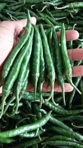 Green Chilli Origin Pakistan Availability Year-round Length 6–10 Cm (average) Color Natural Deep Green Storage Temperature - Comnet Exports - Pakistan
