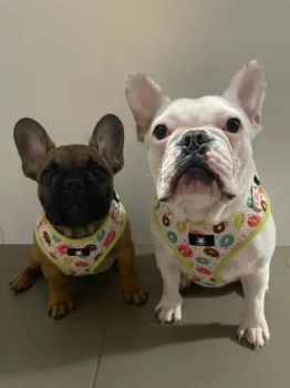 Dog Harness China Pet Supplies Pet Products Pet Accessories Type Vest Origin China MOQ 30PCS/Size Usage Walk Dog Logo - Dongguan Inchol Pet Products Co., Ltd. - China