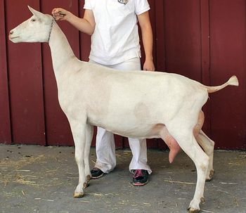 Healthy Live Milking Saanen Goats Carefully Raised Dairy Breed Ready For Commercial Farming Best Wholesale Price - CPW TRADE LTD - United Kingdom