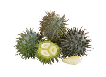 Hydrogenerated Castor Oil Flakes - CRP AGRO CHEM INDUSTRIES - India