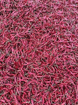 Dry red chilli garlic coriander Chili Type Tabasco - SSAR INTERNATIONAL IMPORT AND EXPORT COMPANY and manufacturer - India