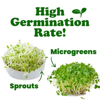 Organic Broccoli Seeds for Sprouting - Njang Investments Limited - Kenya