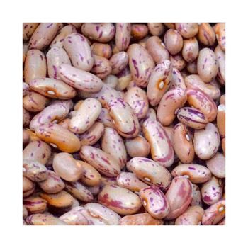 Premium grade sugar beans for wholesale food supply and processing - Starmark Company Limited - Tanzania