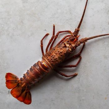 Finest Bulk Frozen Whole Spiny Lobster Ocean Fresh Premium Seafood Designed For Catering Restaurant - TRADECENTRIC LLC - United States