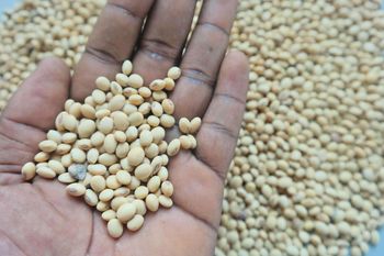 NON GMO SOYEANS for animal consumption - FORTICO SARL - Ghana