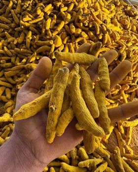 Turmeric fingers from GOLDENBIRD OVERSEAS Turmeric fingers - GOLDENBIRD OVERSEAS - India