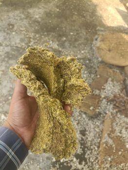 cotton seed cake - BF GLOBAL TRADING (PTY) LTD - South Africa