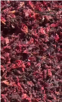 hibiscus flower - HANTONG RESOURCES LIMITED - China