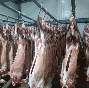 sheep meat - GOLDEN AGRI TRADING - India
