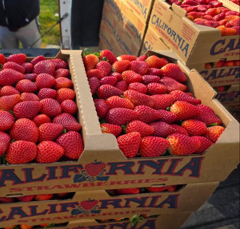 Ripe Large Strawberries,Red Delicious Strawberry Excellent Presentation Ready Export - Sosa Merchant Solutions - Austria