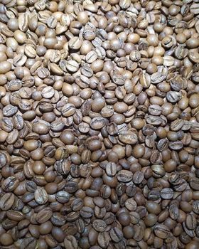 Green Coffee Beans - Berkah Maju Bersama - Indonesia