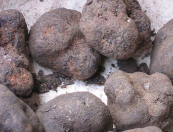 Truffle Grade A Purity ≥99% Quality good Place of Origin South Africa Moisture Content ≤15% (for Dried) Storage Type Cool and driep place - Lawana and Sons Supplies - South Africa