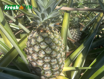 High Quality Fresh Pineapple from Sourcing Services High Quality Fresh Pineapple - Sourcing Services - Vietnam