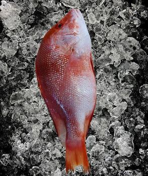 Frozen Red Snapper Emperor Fish Flavor Mild Texture Firm Degree of Processing Whole Fish - Thai Agri Company - Thailand