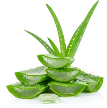 Aloe Vera- The Miracle Plant Grade A Place of Origin - Salamt Mehr motahar food industrial group - United Arab Emirates