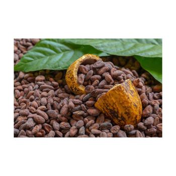 dried cocoa beans for chocolate making cocoa butter extraction and cocoa powder production high quality natural cacao beans suitable for chocolate factories bakeries and gourmet dessert recipes - SATTER FOOD AND BEVERAGE - Netherlands