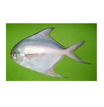 Good quality cheap price Frozen white Pomfret fish Cut Other Degree of Processing Other Freshness Level Fresh, Frozen Features No Artificial Flavors, No Preservatives, Organic - Exigentelaxia Unipessoal Lda - Portugal