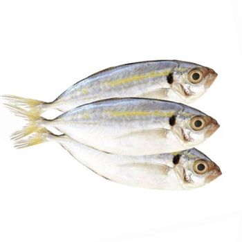 Hot Selling 2023 Frozen Yellowtail Scad Whole Round Competitive Price - TANIS IMPORT & EXPORT COMPANY LIMITED - Vietnam