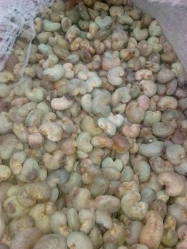 cashew - GANZYUS INVESTMENTS LIMITED - Nigeria