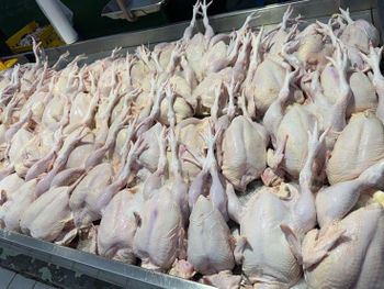 High Quality Halal Frozen Whole Chicken | Wholesale Halal Frozen Whole Chicken for Sale | Halal Frozen Whole Chicken - PLANETE COMMERCE - France