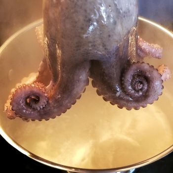 Frozen Fresh Octopus Nutrient Rich Seafood Choice Offering 95% Freshness Preservation For Wholesale Food Distributors - TOSOH INTERNATIONAL - South Africa