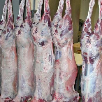 Premium Buffalo Omasum Grade B 500–800 Gm Origin South Africa Grade A 800–1000 Gm Carton Weight 20 Kg Grade Aa 1000 Gm And - BF GLOBAL TRADING (PTY) LTD - South Africa