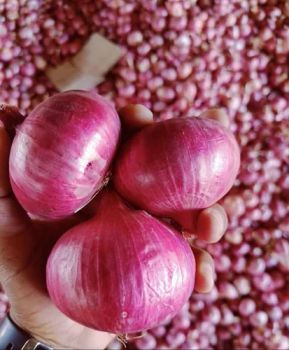 Onions - mptraders - India