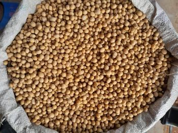 Wheat Grain - BF GLOBAL TRADING (PTY) LTD - South Africa
