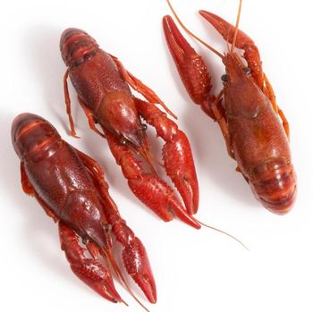 Wholesale Exporter We Sell Frozen Lobster / Live Lobster/Frozen Seafood - GOLD COMERCIO E SERVICOS EIRELI - Brazil
