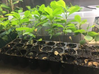 Coca Seedling - Buy Coca Seedling Online – Premium Quality & Easy to Grow - Bartels-Langness Handelsgesellschaft mbH & Co. KG - Germany