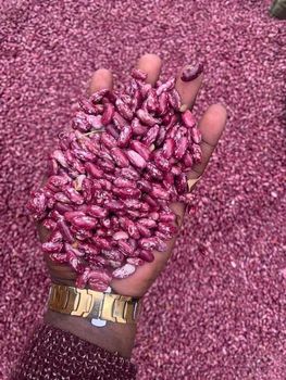 Red Kidney Beans from BF GLOBAL TRADING (PTY) LTD Red Kidney Beans - BF GLOBAL TRADING (PTY) LTD - South Africa