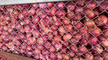 Onion - SRG Exports - India