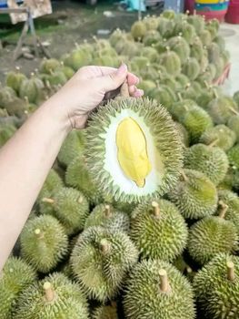 Fresh Durian - Independent - Philippines