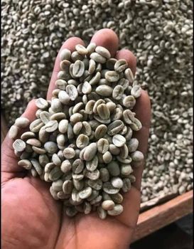 Grade AA coffee beans now available for bulk supply. sc 16 to 20 available and ready for export - TAMIM INTERNATIONAL LIMITED - Tanzania