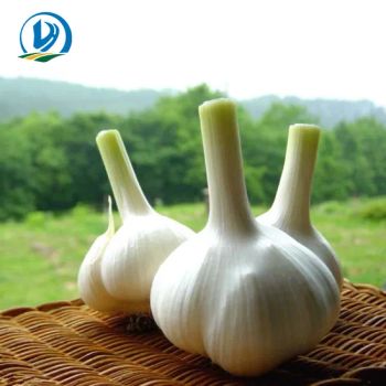 High Quality Feed Grade 25% Allicin / Garlic Powder / Garlic Oil - Henan Chuangxin Biological Technology Co., Ltd. - China