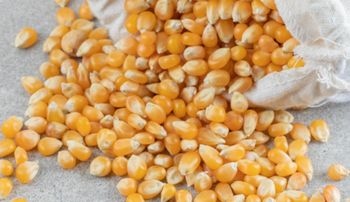 Corn Yellow GMO Type Yellow GMO Packaging 60kg Bags Place of Origin - Viands - Brazil