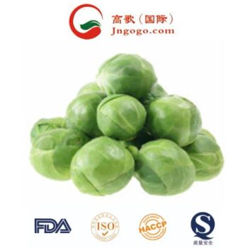 Super Quality Chinese Fresh Flat Green Cabbage Napa Cabbage Size 1.5kg Kind Fresh Color Green Origin China Trademark - Jinan Gogo International Trade Co., Ltd. - China