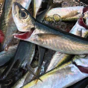 Mackerel Fish Ph 6.2 – 6.6 Moisture ≤ 75% Gmo Status Non-gmo Histamine < 50 Ppm E. Coli Absent In 1g Glazing 5–10% (as - Balingi Trading Company (PTY) Ltd - South Africa