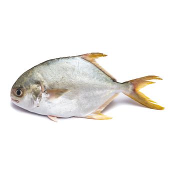 Top selling frozen black pomfret for wholesales export - TANIS IMPORT & EXPORT COMPANY LIMITED - Vietnam