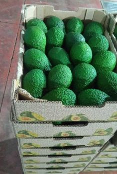 Avocado - Dinin Trading - Morocco