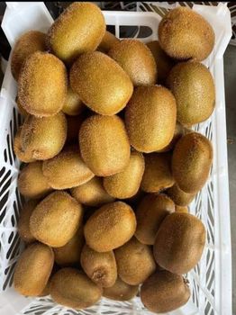 FRESH KIWIFRUIT FOR SALE!! CLASS 1 EXPORT QUALITY FRESH KIWIFRUIT NOW READY FOR EXPORT – product photo, product card