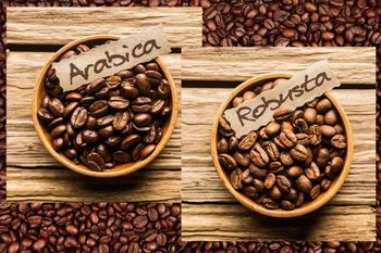Premium Kenyan Arabica & Robusta Coffee Beans for International Export High-Quality Arabica and Robusta Coffee Beans Sourced from Kenya for Export Export-Grade Kenyan Arabica & Robusta Green Coffee Beans Authentic Kenyan Arabica and Robusta Coffee Beans for Global Markets Freshly Sourced Arabica & Robusta Coffee Beans from Kenya – Export Quality - Nedvixs Company Limited - Kenya