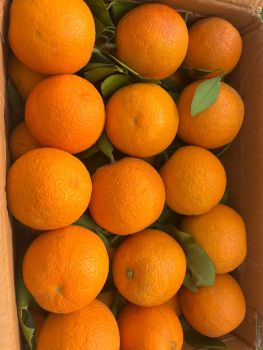 Fresh Oranges Packaging Carton Box Minimum Order 30,000kg Storage Temperature 1ºc - - Zamene Dynasty - United Kingdom