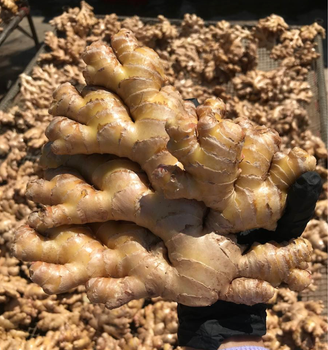 Ginger Packaging Formats Various Logistics Reliable Logistics Quality Assurance Consistent Quality Product Forms Fresh, Dried, And Powdered - JUNIN CHANG - Peru