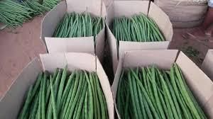 Drumsticks Fresh Moringa - Sangam Exim - India