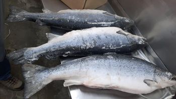 Frozen Whole Atlantic Salmon Origin Norway Species Atlantic Salmon (salmo Salar) Shelf Life 18–24 Months At –18 °c Or - NIKLIR OU - Estonia
