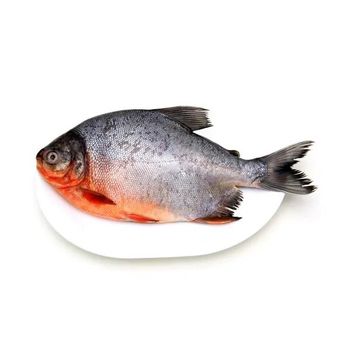 Top selling frozen red pomfret for wholesales export - TANIS IMPORT & EXPORT COMPANY LIMITED - Vietnam